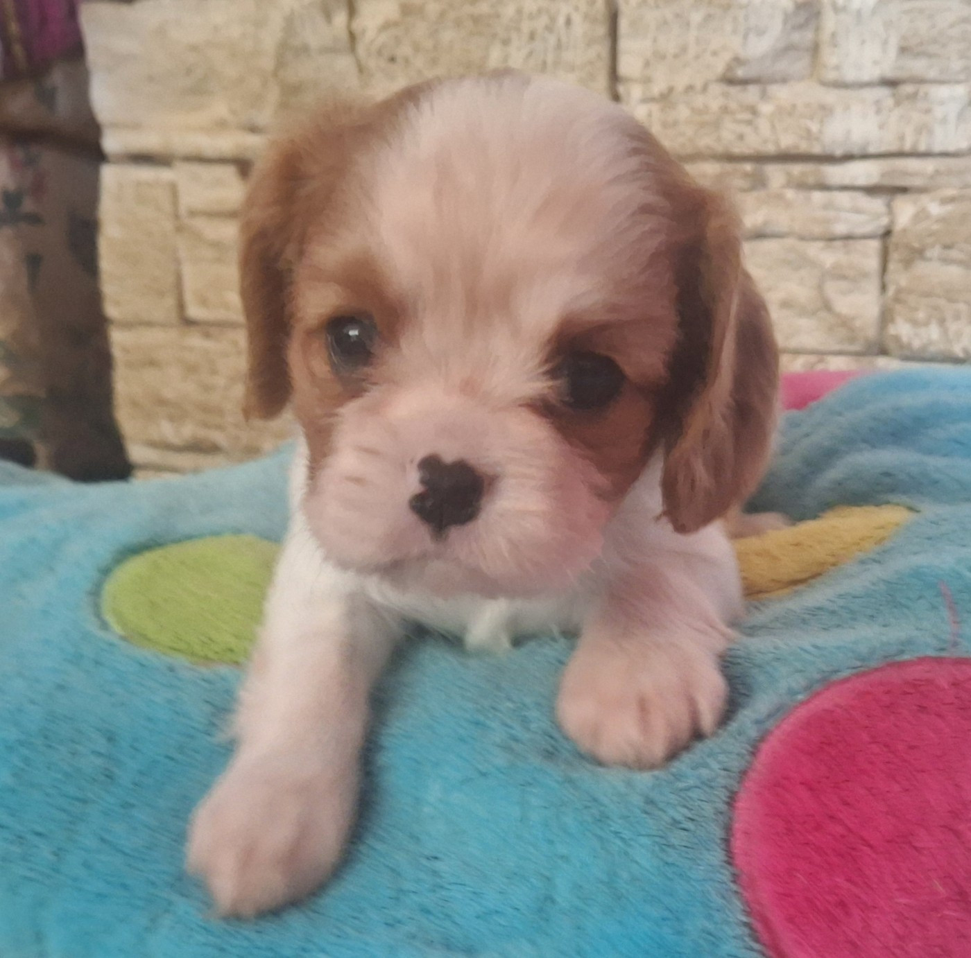 du Jardin des Mahonias - Chiots disponibles - Cavalier King Charles Spaniel