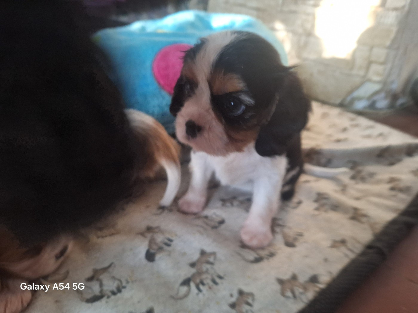 du Jardin des Mahonias - Chiots disponibles - Cavalier King Charles Spaniel