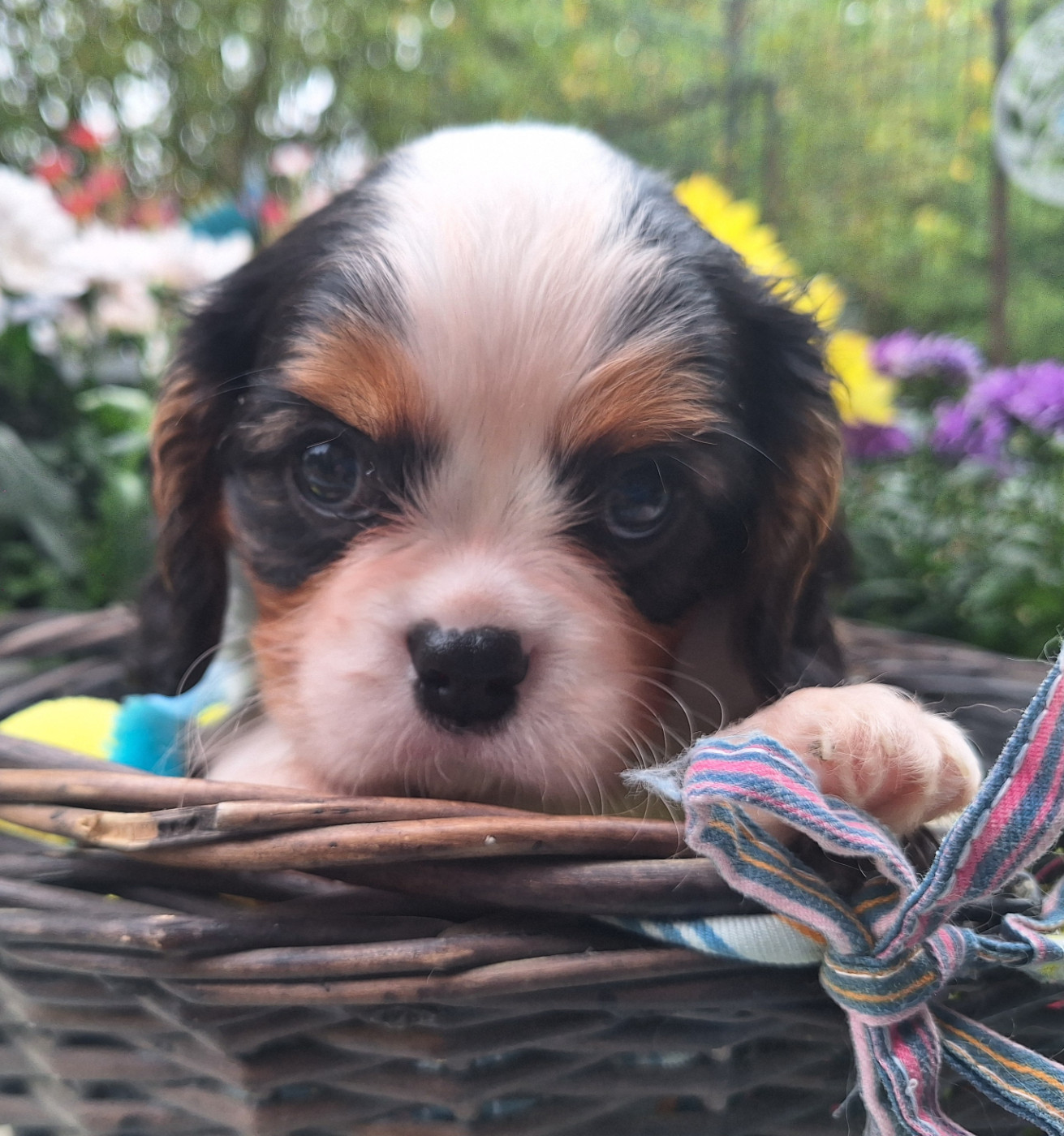 du Jardin des Mahonias - Chiots disponibles - Cavalier King Charles Spaniel