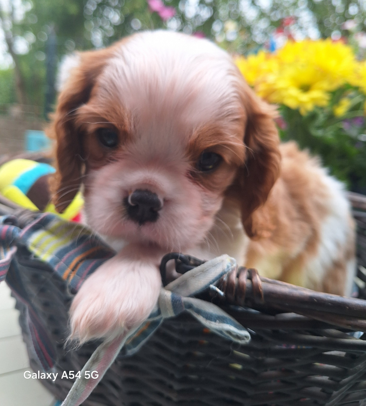 du Jardin des Mahonias - Chiots disponibles - Cavalier King Charles Spaniel
