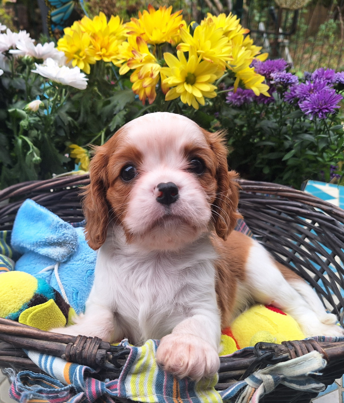 du Jardin des Mahonias - Chiots disponibles - Cavalier King Charles Spaniel