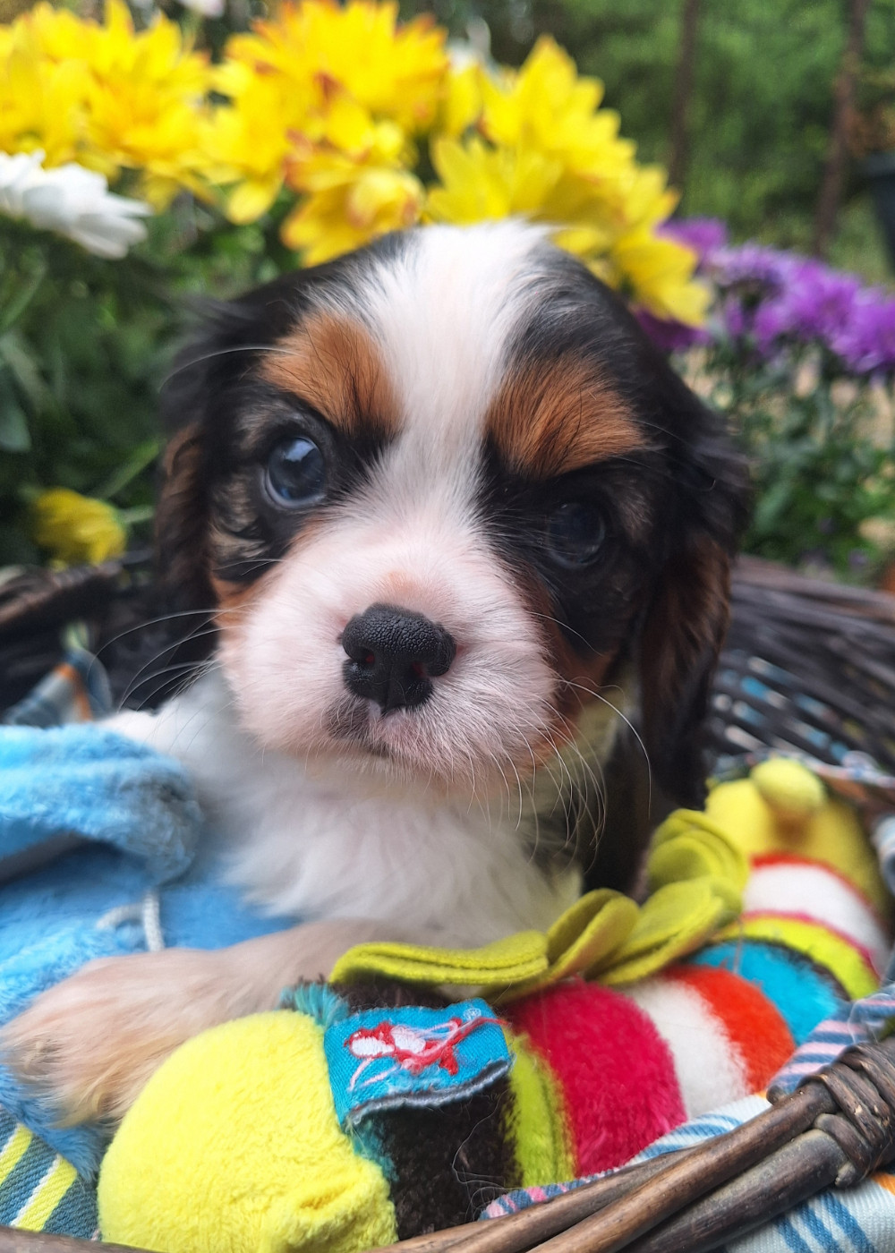 du Jardin des Mahonias - Chiots disponibles - Cavalier King Charles Spaniel