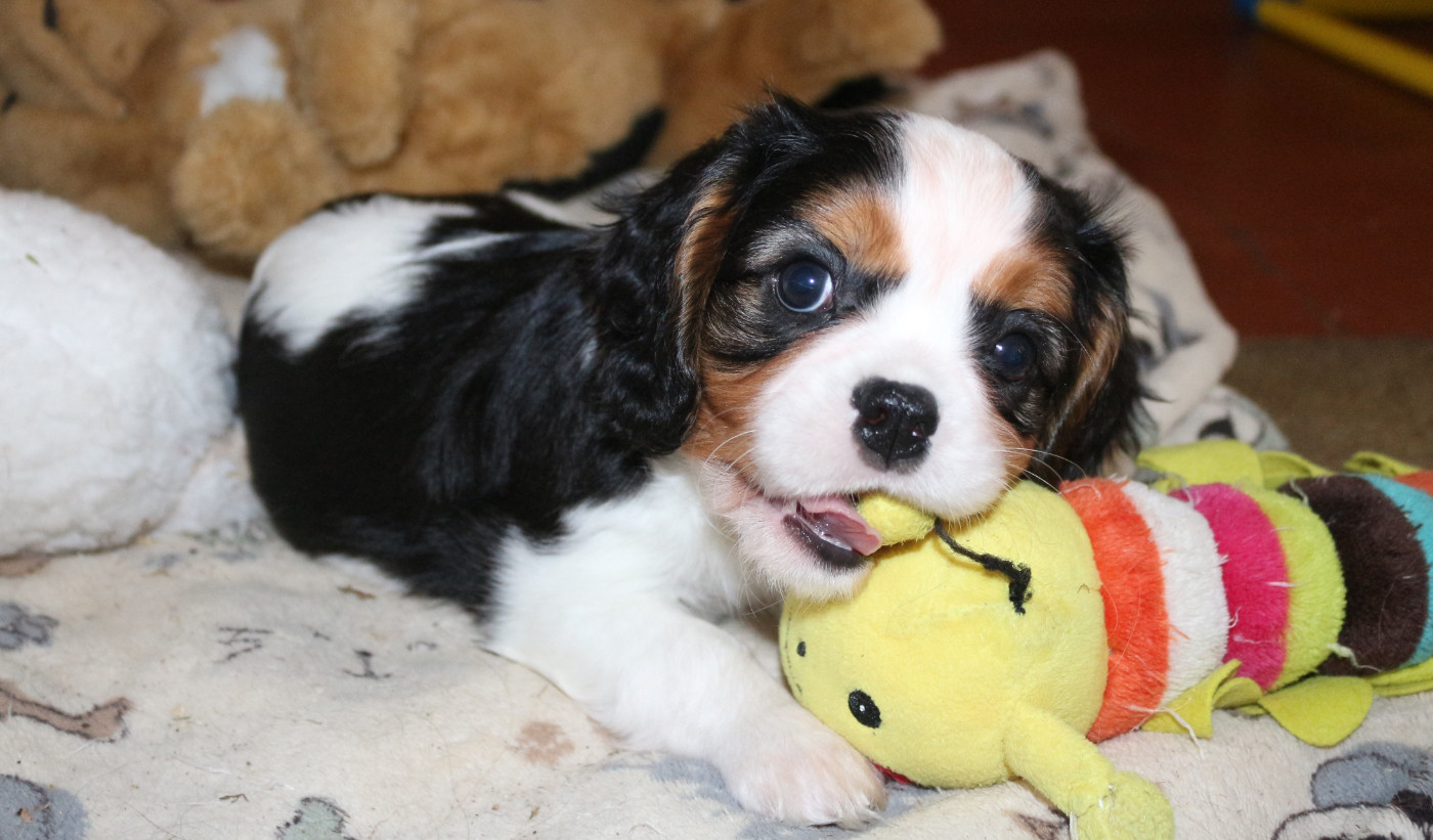 du Jardin des Mahonias - Chiots disponibles - Cavalier King Charles Spaniel