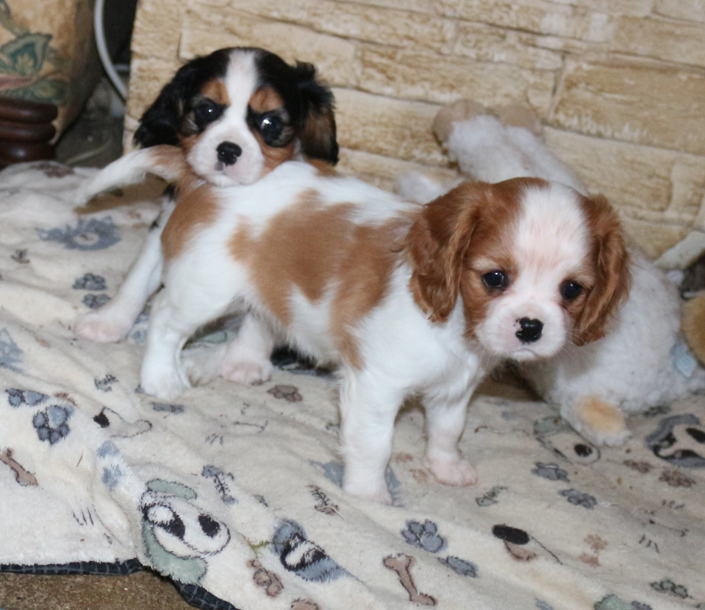 du Jardin des Mahonias - Chiots disponibles - Cavalier King Charles Spaniel