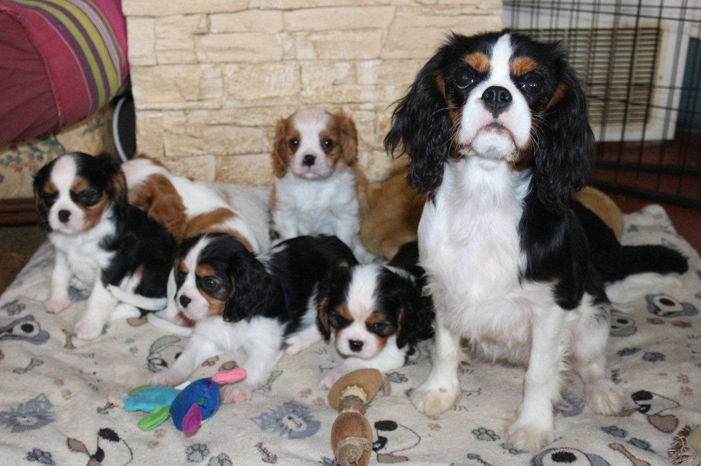 Chiot Cavalier King Charles Spaniel du Jardin des Mahonias
