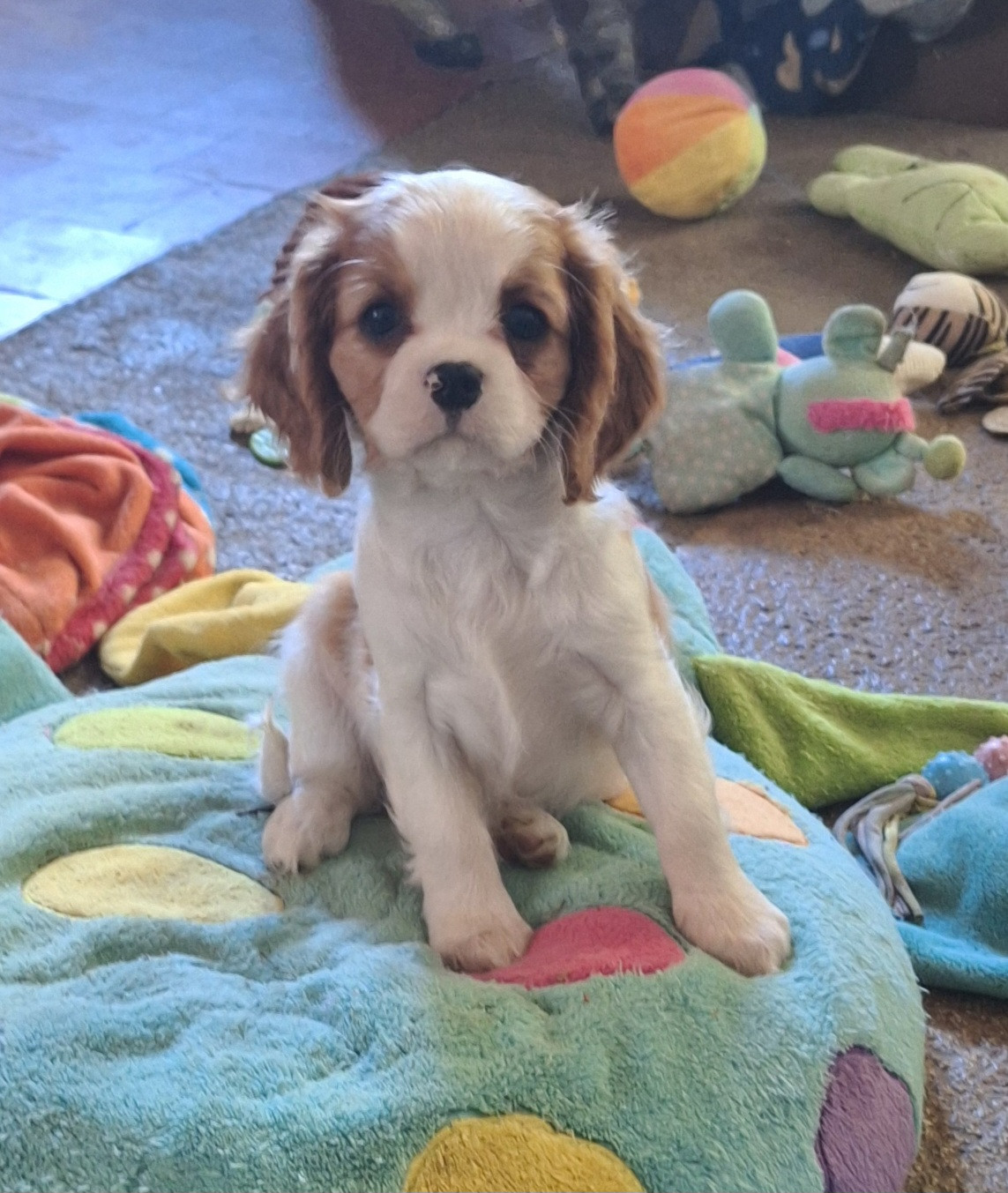 du Jardin des Mahonias - Chiots disponibles - Cavalier King Charles Spaniel