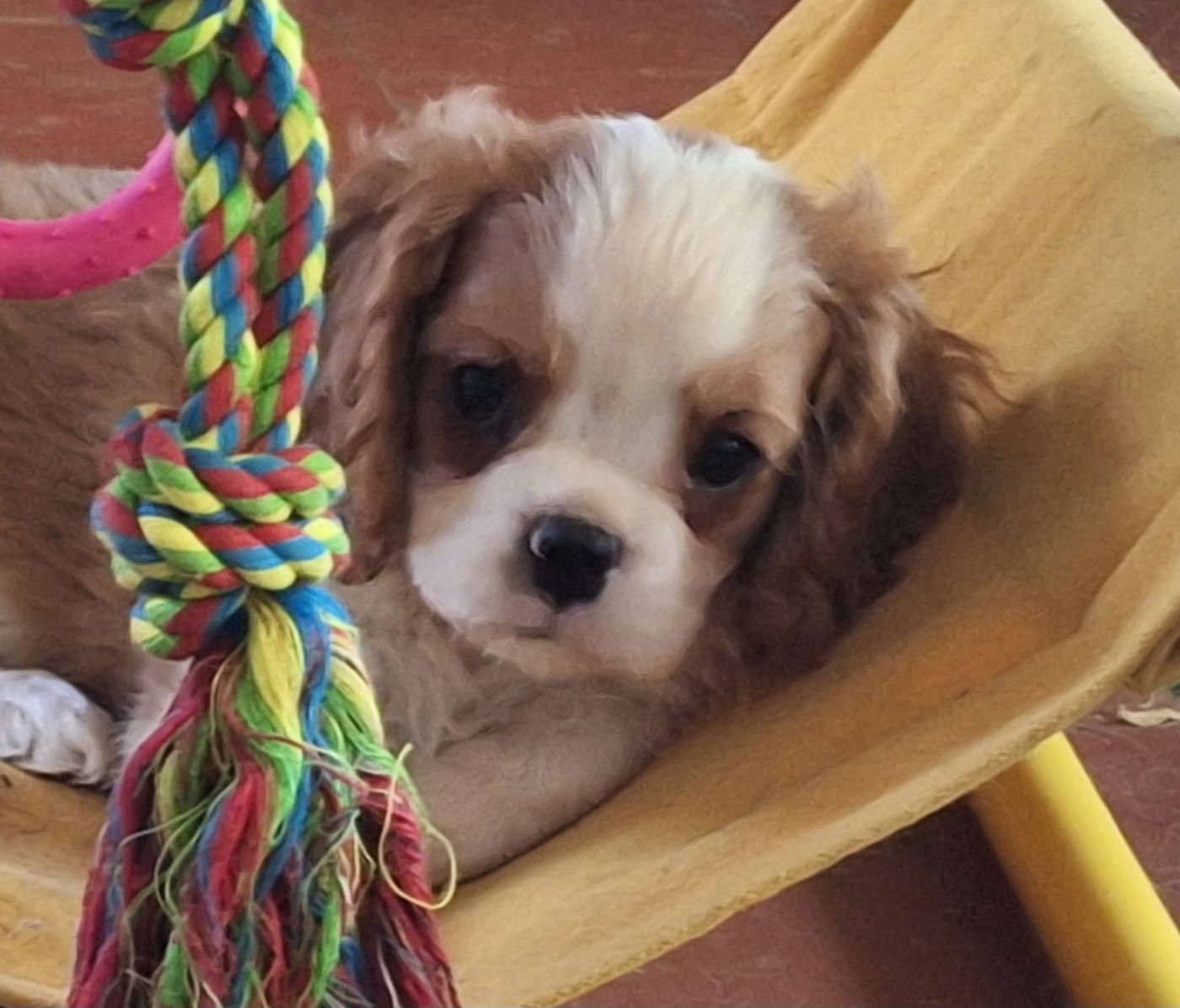 du Jardin des Mahonias - Chiots disponibles - Cavalier King Charles Spaniel
