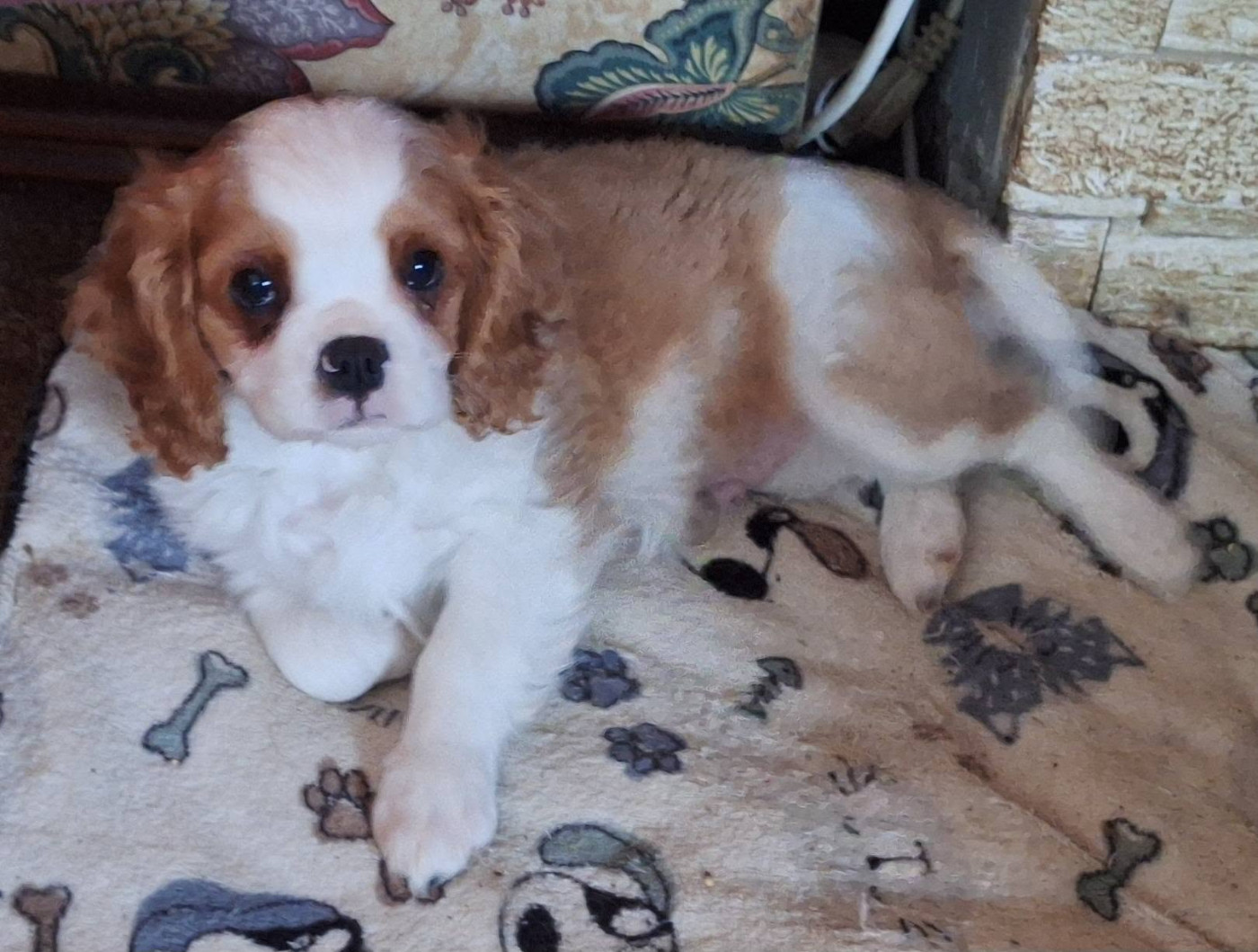 du Jardin des Mahonias - Chiots disponibles - Cavalier King Charles Spaniel