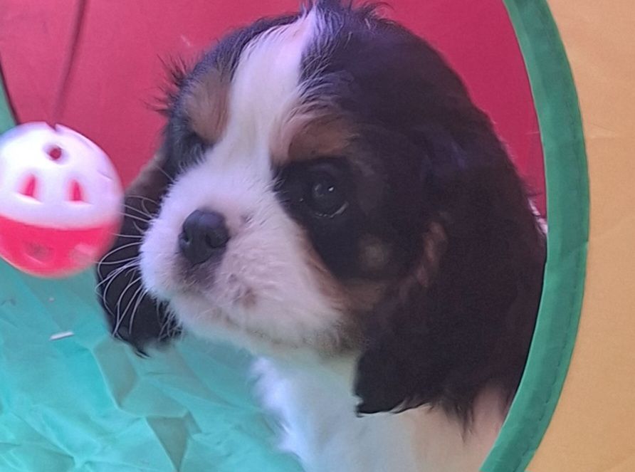 du Jardin des Mahonias - Chiots disponibles - Cavalier King Charles Spaniel