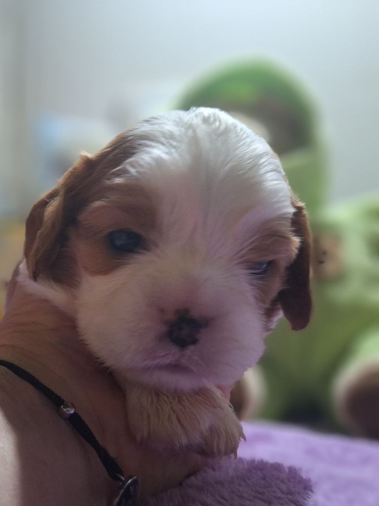 du Jardin des Mahonias - Chiots disponibles - Cavalier King Charles Spaniel