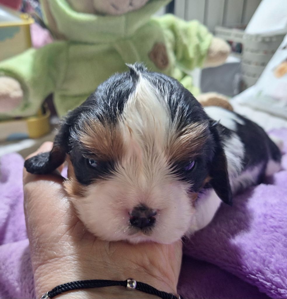 du Jardin des Mahonias - Chiots disponibles - Cavalier King Charles Spaniel