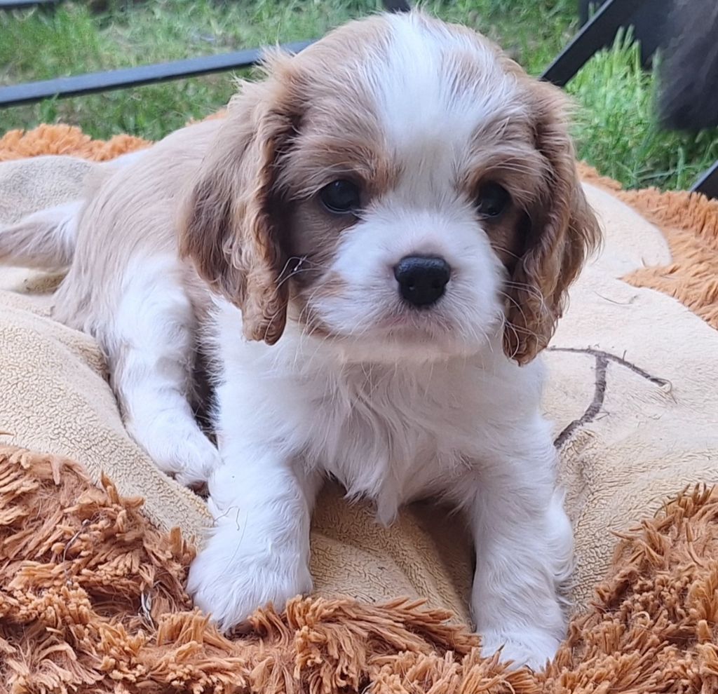 du Jardin des Mahonias - Chiots disponibles - Cavalier King Charles Spaniel