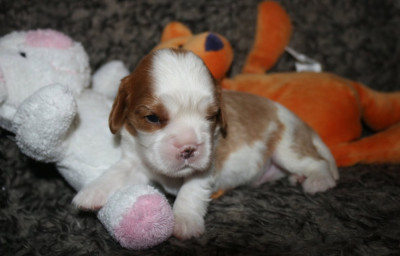 Bucky