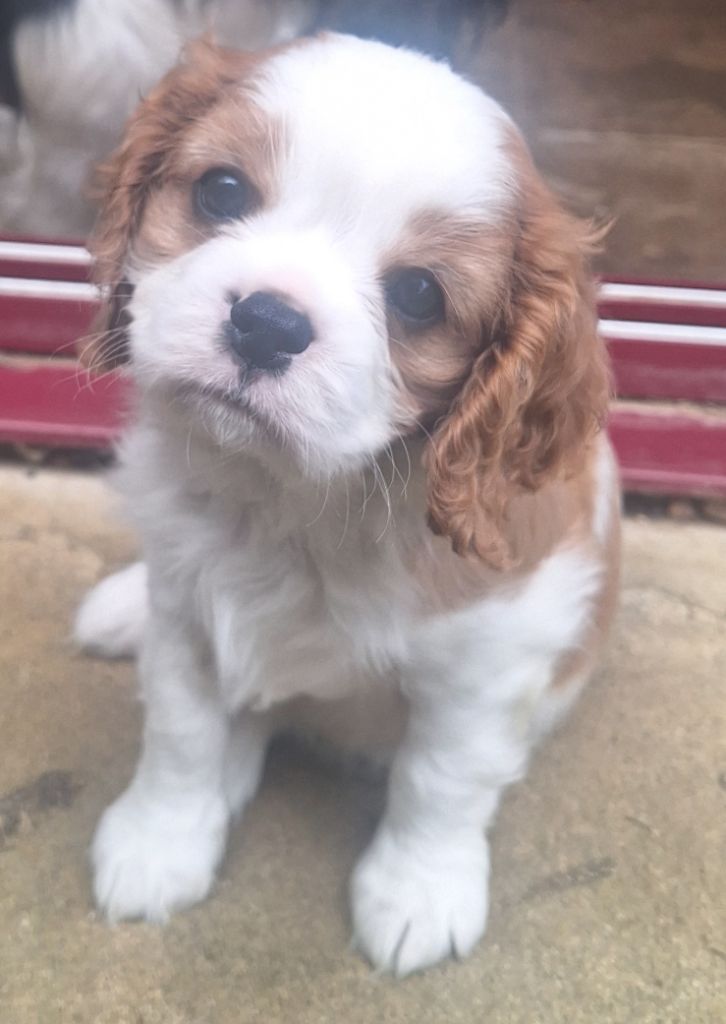 du Jardin des Mahonias - Chiots disponibles - Cavalier King Charles Spaniel
