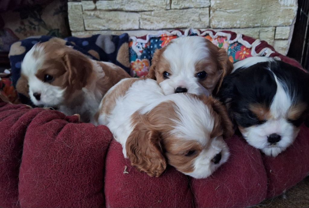 Chiot Cavalier King Charles Spaniel du Jardin des Mahonias