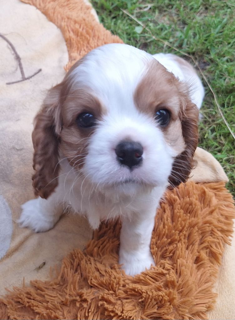 du Jardin des Mahonias - Chiots disponibles - Cavalier King Charles Spaniel