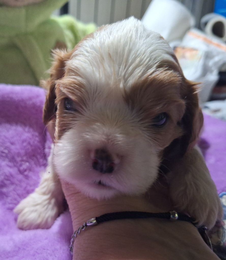 du Jardin des Mahonias - Chiots disponibles - Cavalier King Charles Spaniel