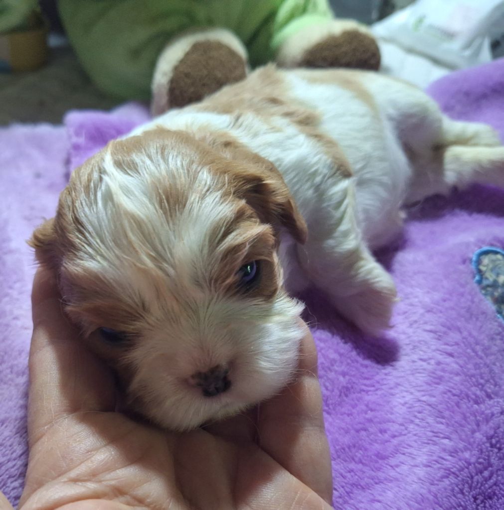 du Jardin des Mahonias - Chiots disponibles - Cavalier King Charles Spaniel